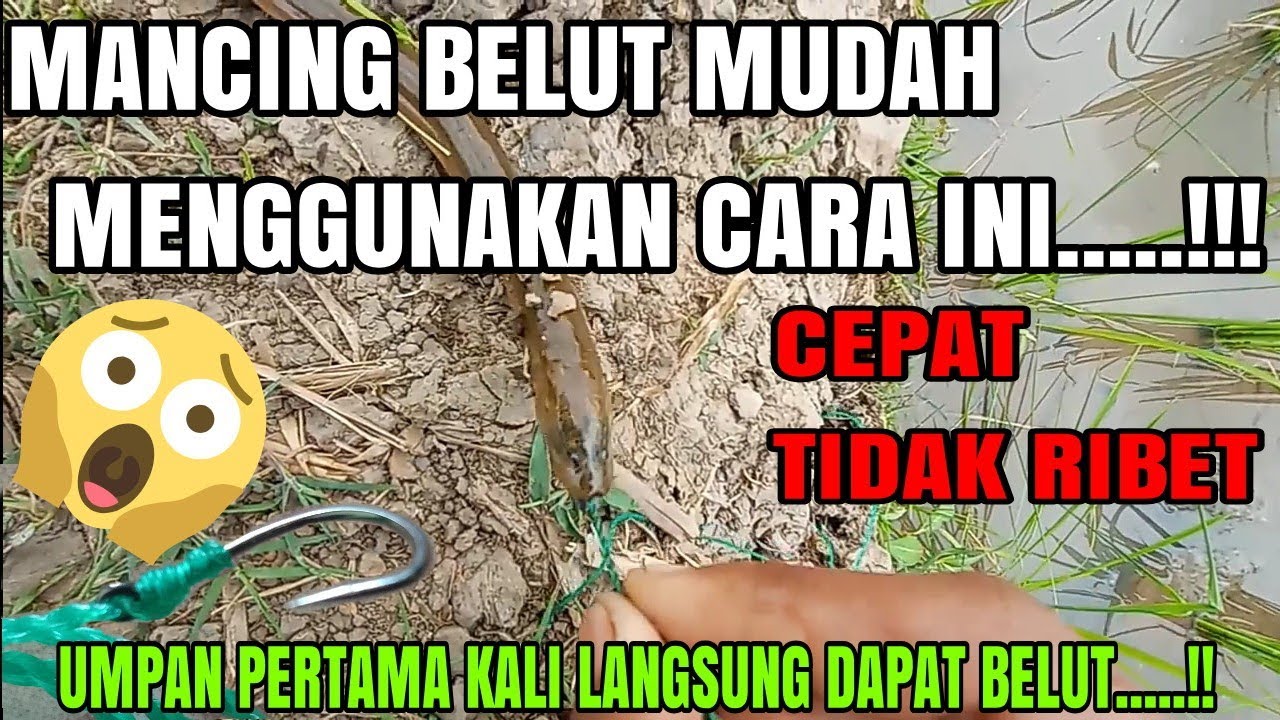 CARA MEMANCING BELUT DENGAN MUDAH,CEPAT......!! 