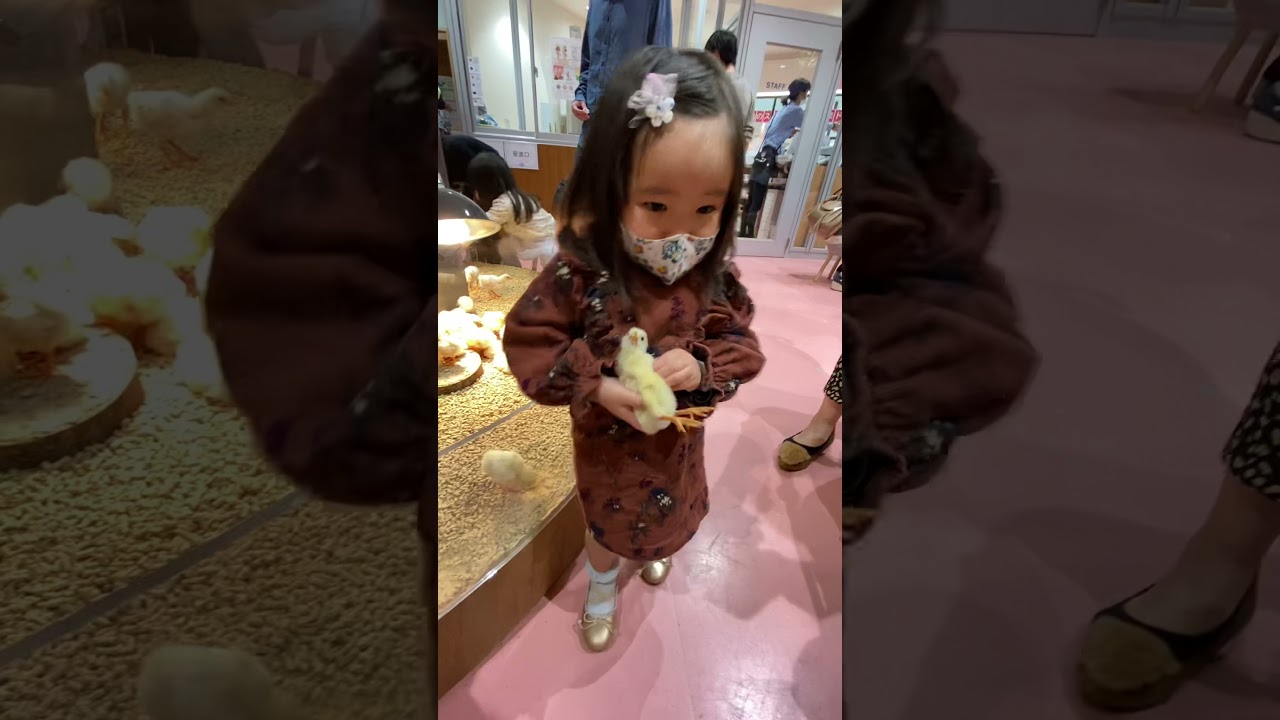 可愛い ひよこと2歳児のふれあい Shorts Youtube 可愛い ひよこと2歳児のふれあい Shorts Youtube