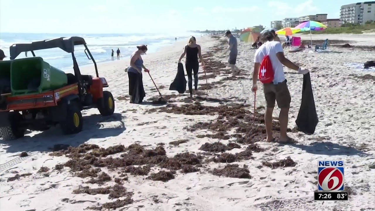 Volunteers help clean up after red tide hits Cocoa Beach YouTube