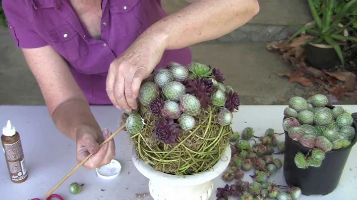 Succulent Topiary Orb