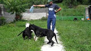 Pitbull Romania Brasov 2011