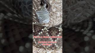 Funny rattlesnake moment! #venomous #kyreptilezoo #venomoussnake #animals