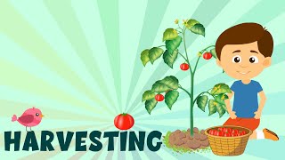 What is Harvesting? - Types and Methods of Harvesting - Learning Junction