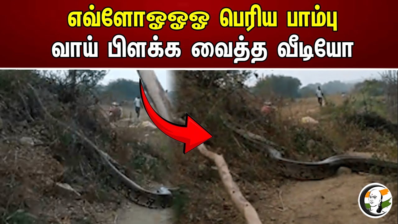 எவ்ளோஓஓஓ பெரிய பாம்பு வாய் பிளக்க வைத்த வீடியோ | Snake | Viral Video