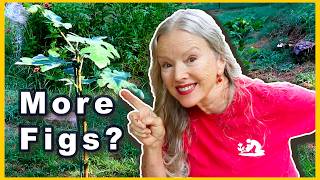 Want Figs? Pruning And Planting Fig Cuttings | Part 3!