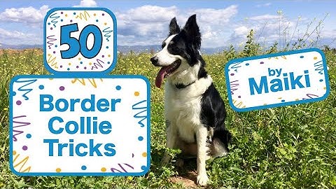 50 Border Collie Tricks - Maiki