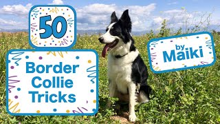 50 Border Collie Tricks  Maiki's Back