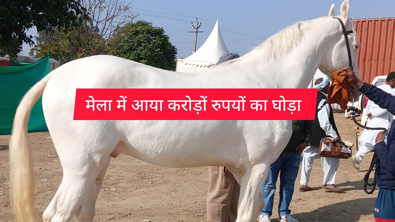 मेला में आया बिल्कुल व्हाइट कलर का घोड़ा जिसकी कीमत करोड़ों रुपए है दोस्तो