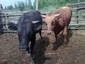 Разведение бычков: чем кормить для быстрого роста в домашних условиях?