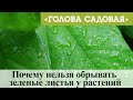 Голова садовая - Почему нельзя обрывать зеленые листья у растений