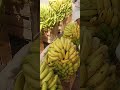 fresh banana🍌price update
