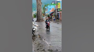 Cây Dầu Đứng Giữa Đường Mà Không Ai Dám...