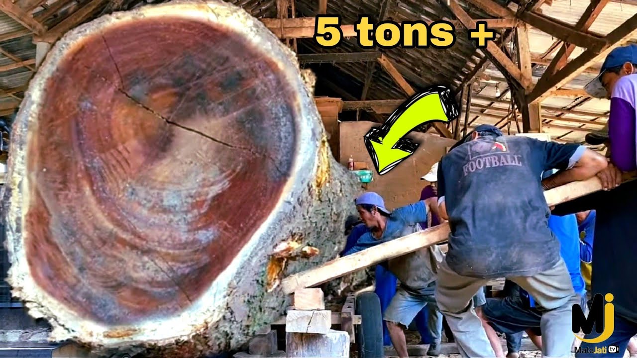 The World's Largest Trembesi Sawmill: Where Eternal Wood Treasures Are ...