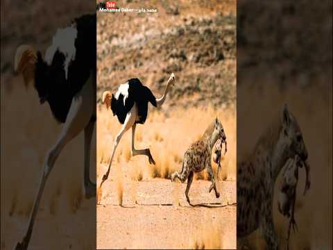ضبع يخطف صغير النعامة فيأتية العقاب الفورى