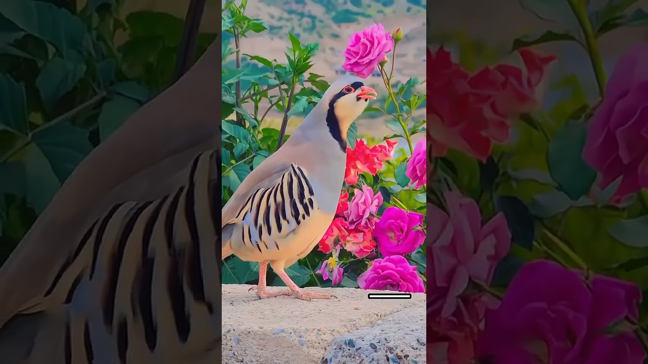 Bird Chukar Looking Beautiful || Bird chukar boht khubsurat dekh rahe hy 
