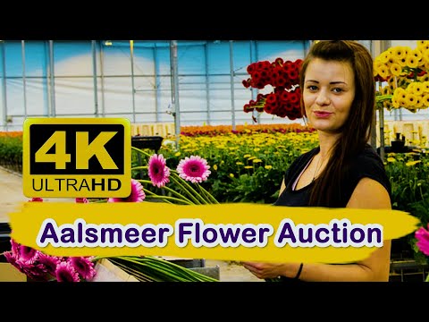 Holland Aalsmeer flower market | Netherlands travel 4K