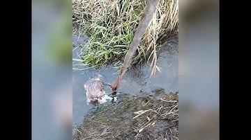 Muskrat trapping, first check, 2021