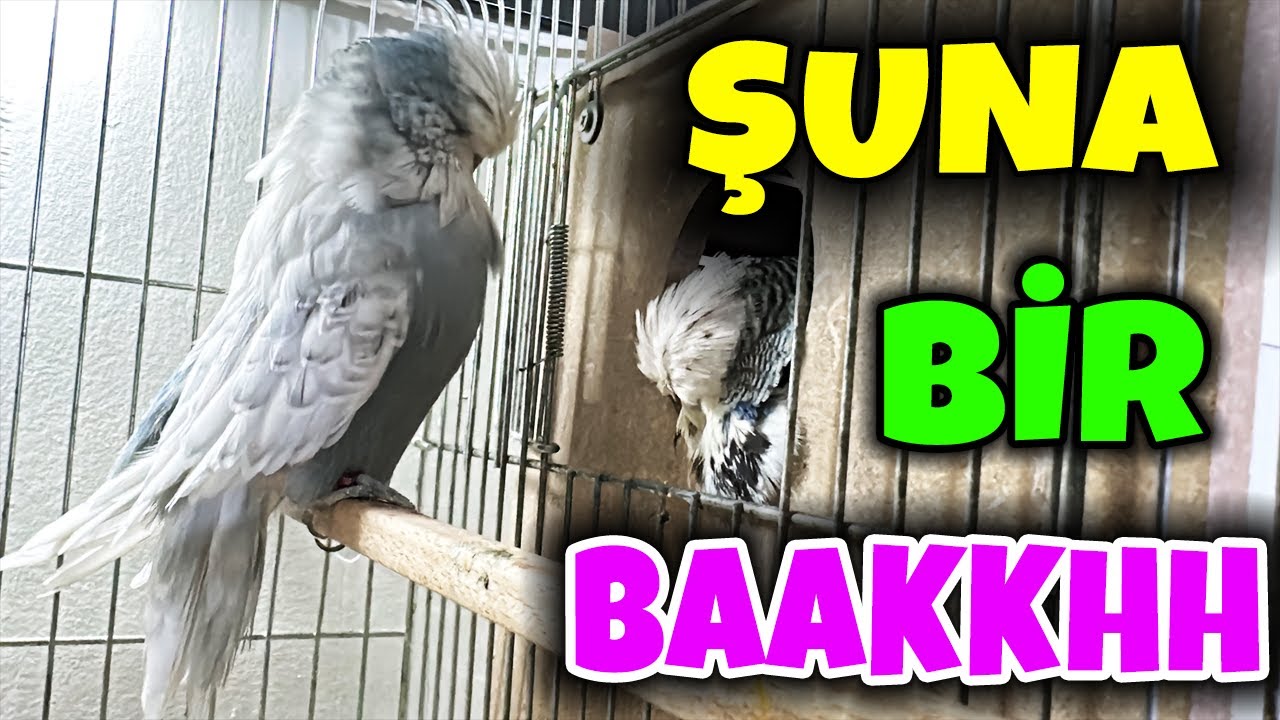 ÜST VASIF SHOW JUMBO YUMURTLADI MI ? DİĞER TAKIMLAR NE DURUMDA ? #muhabbetkuşu