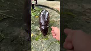 Anh Bạn Hàng Xóm Với Trâu Nước