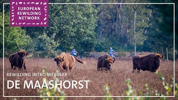 European Rewilding Network | Rewilding Intro | De Maashorst
