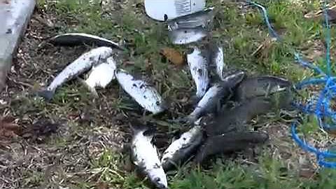 Basic Cast Net Skills for Live Bait