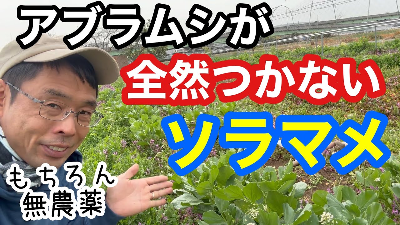 【家庭菜園】自然農の野菜にはアブラムシがつかない実例:そら豆栽培で春に気をつける虫と風対策《自給農/自然栽培/無農薬/無施肥》