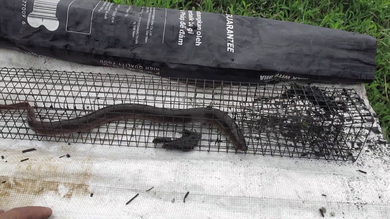 Trúm lươn hình vuông (Eel trap square box)