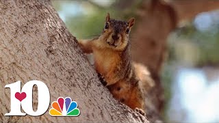 Tennessee's free hunting day starts Saturday with squirrel hunting season