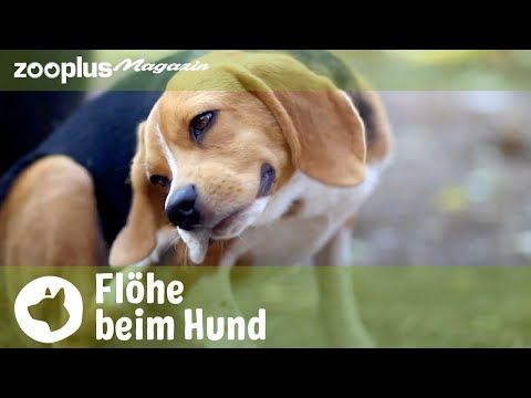 Video: Französische Nationale Umfrage Unter Hunde- Und Katzenbesitzern Zum Entwurmungsverhalten Und Lebensstil Von Haustieren Im Zusammenhang Mit Dem Risiko Von Endoparasiten