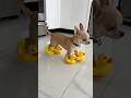 🤣🤣🤣 ytshorts #humor #like #animals #chihuahua #perros #dog #funny