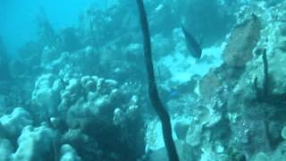 Scuba Diving La Romana -Dominican Republic 111313 24