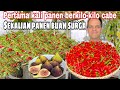 PERTAMA KALI PANEN BERKILO-KILO CABE || SEKALIAN PANEN BUAH SURGA