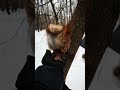 Как приручить белку 🤔😁 How to tame a squirrel