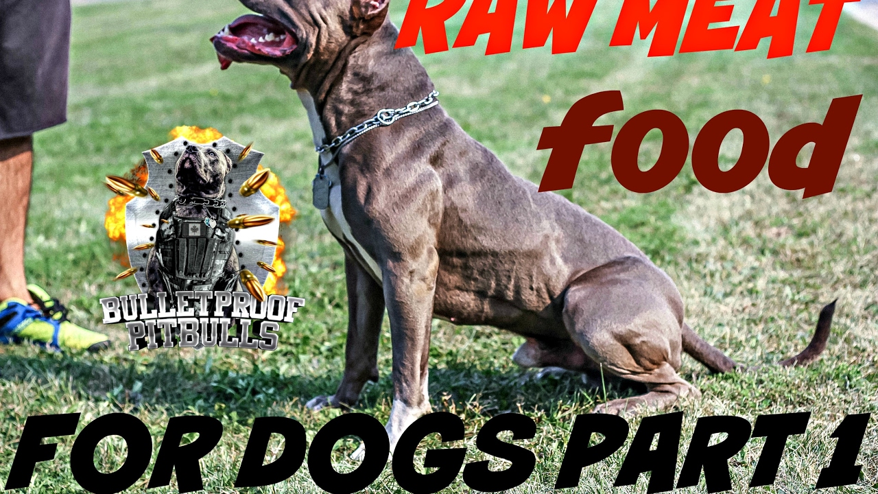 raw meat for pitbull puppies