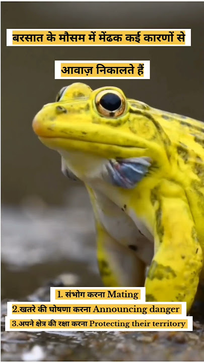 बरसात के मौसम में मेंढक आवाज़ क्यों निकालते हैं | Frogs tar tar sound during the rain  #science
