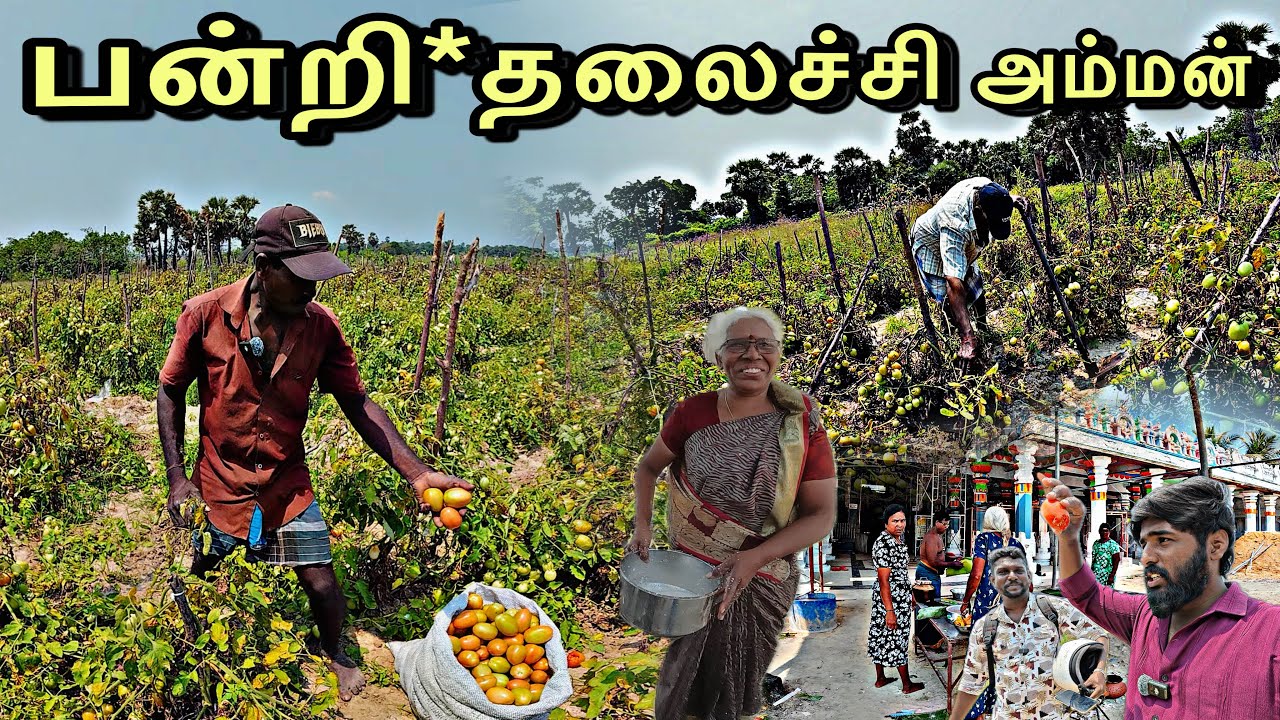 மட்டுவில் பகுதியில் லட்சங்களில் உழைக்கும் விவசாயிகள் | ஒவ்வொரு திங்கட்கிழமையும் பொங்கள்.......🌱🌾