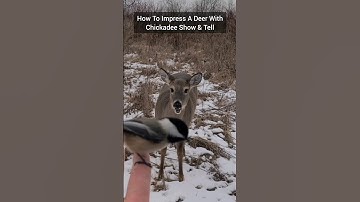 How To Impress A Deer