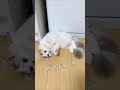 【なんで?】動かなくなっちゃった猫ちゃん、こるん #Shorts