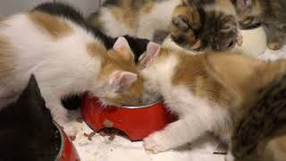14 Kittens -- The feeding procedure by 14Kittens 59,382 views 6 years ago 3 minutes, 27 seconds