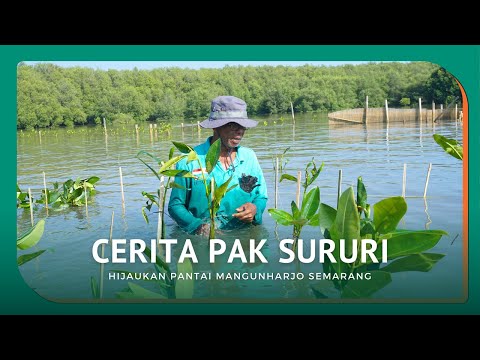 Cerita Pak Sururi Hijaukan Pantai Mangunharjo Semarang