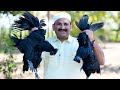 KADAKNATH MURGA | Kadak Nath Murga Ka First Experience | Black Chicken Curry | BLACK CHICKEN RECIPE