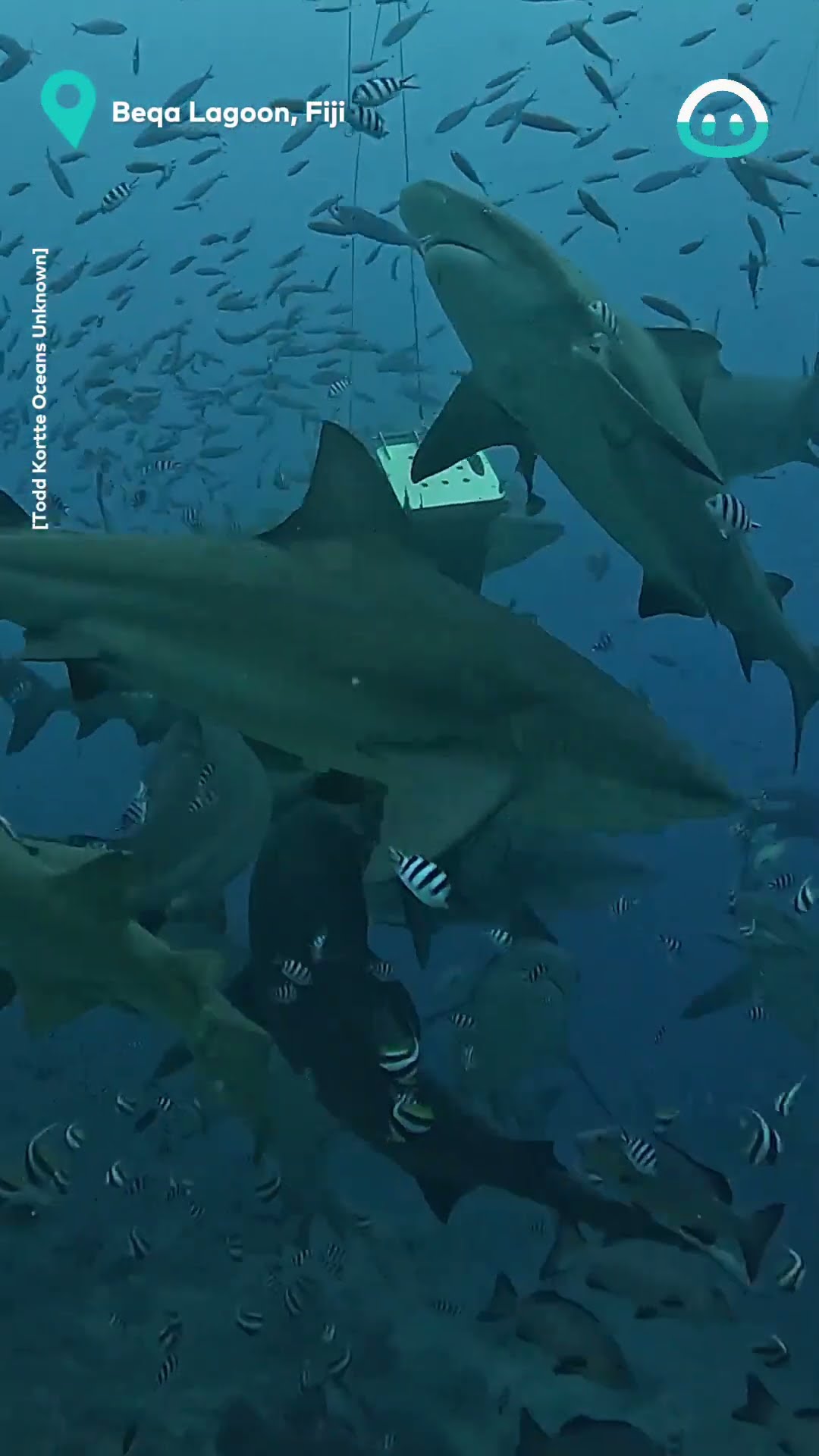 Divers Feed Sharks || ViralHog