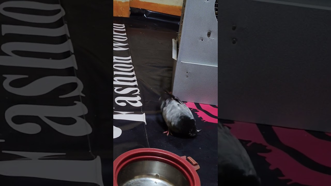 sir ko jhuka ke aya tere samne#