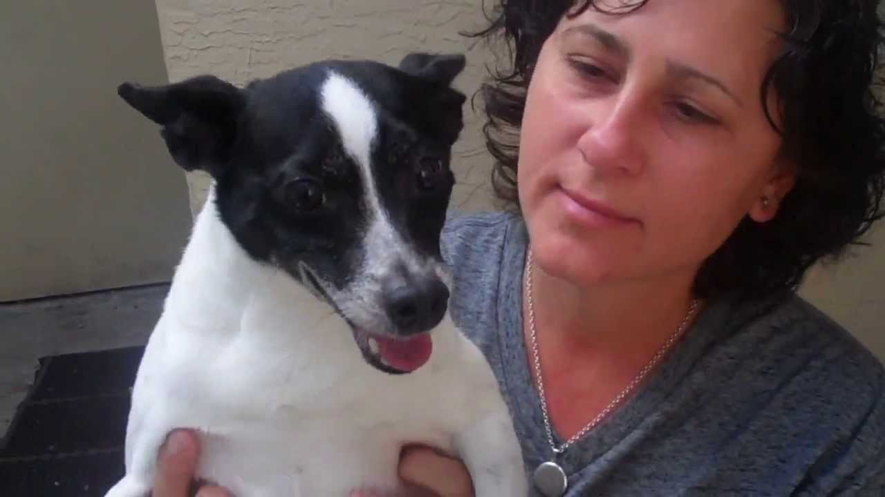 jack rat terrier mix