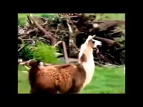funny-animal-videos-funny-animal-attacks-2013