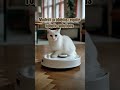 The perfect combo: cats and smart home technology! #FunnyCat #CuteAnimals #BoredCat #catshorts