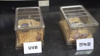 Preventing UV Burns