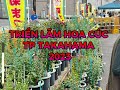 LỄ HỘI TRIỂN LÃM HOA CÚC TP TAKAHAMA-JAPAN 2023