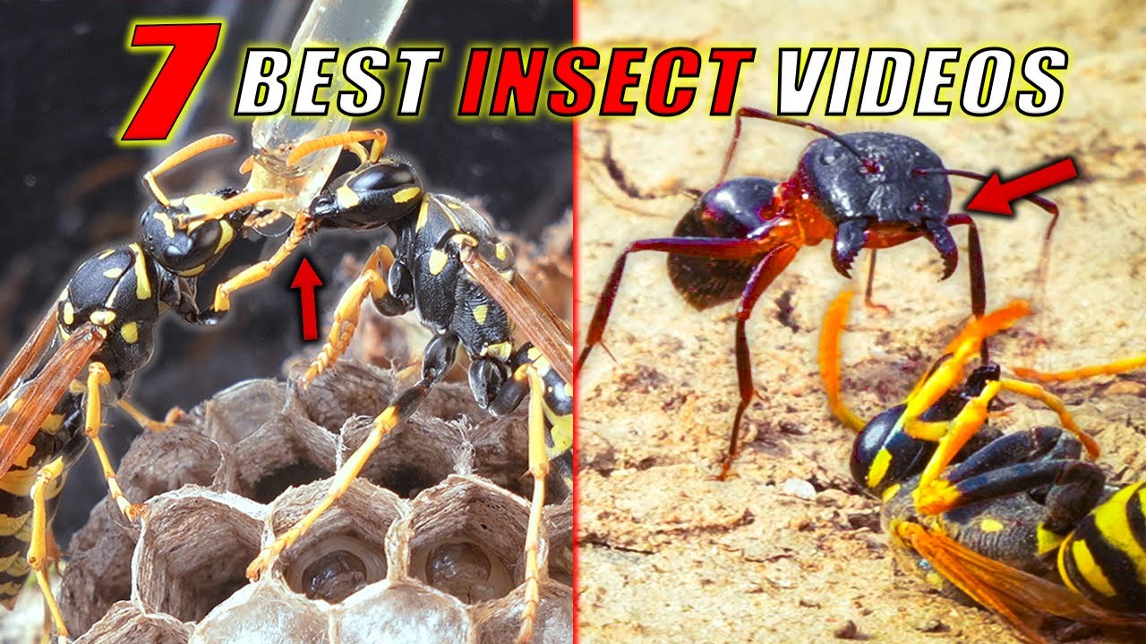 TOP 7 MOST INCREDIBLE INSECT VIDEOS OF 2025 FILMED IN THE FOREST - YouTube