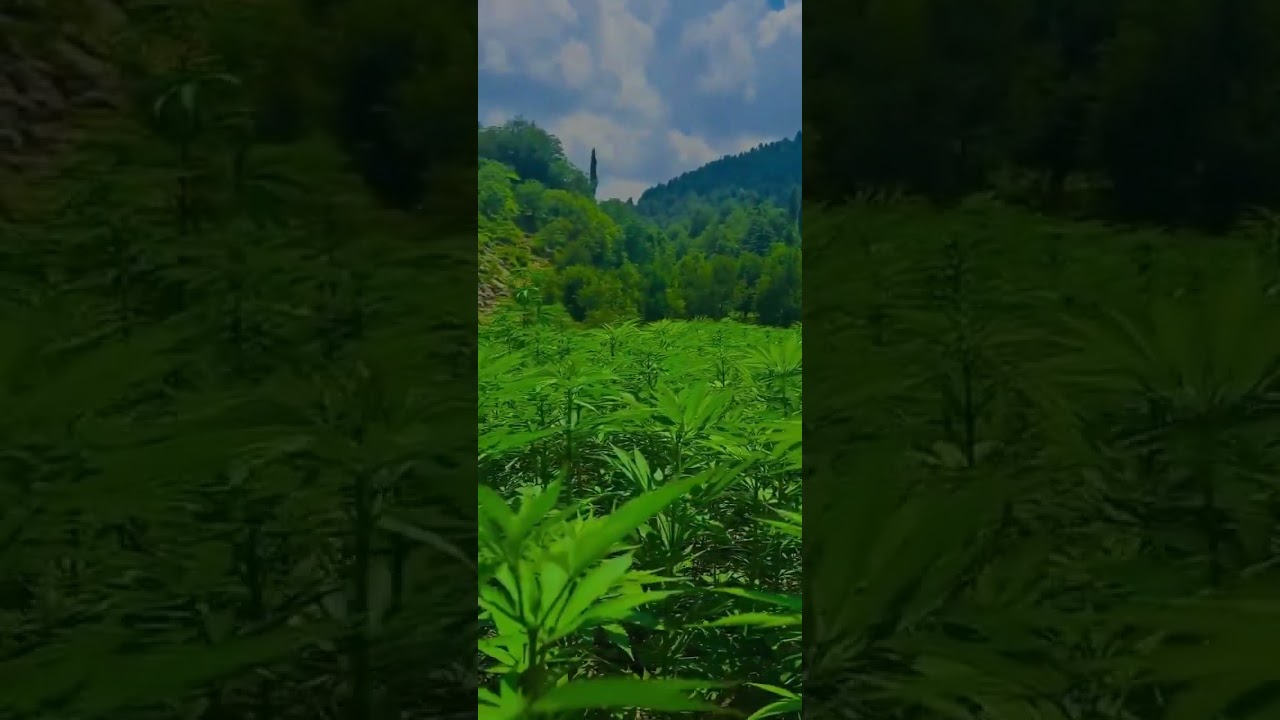 Most beautifull valley in kpk |tirah vally | wadi tirah maidan